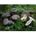 Мицелий Млечника обыкновенного / Гладыш (Lactarius trivialis)